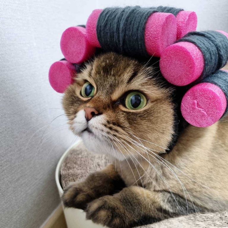 Cute Pet Curly Hair Perm Fashion Cat Hat Small Dog Accessories Navidad Perro - Image 3