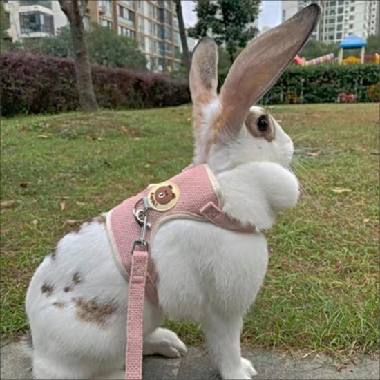 Rabbit Harness and Leash Set Bunny Pet Accessories Vest Newest Cute Harnesses cat dog Leashes for Walking Pets Supplies - Image 3