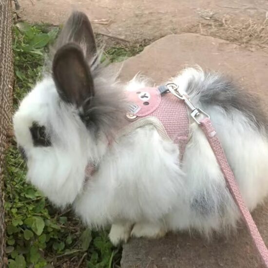 Rabbit Harness and Leash Set Bunny Pet Accessories Vest Newest Cute Harnesses cat dog Leashes for Walking Pets Supplies - Image 5