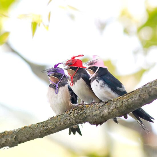 ⁦Chicken Hat for Hens Tiny Pets Funny Chicken Accessories Feather Top Hat Rooster Parrot Hamster Poultry Stylish Shows Costumes⁩ - الصورة ⁦3⁩