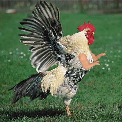 Chicken Arms Toy Wearing Artificial Funny for Hens Pet Duck Themed Party Chicken Supplies Pet Chicken Accessories New