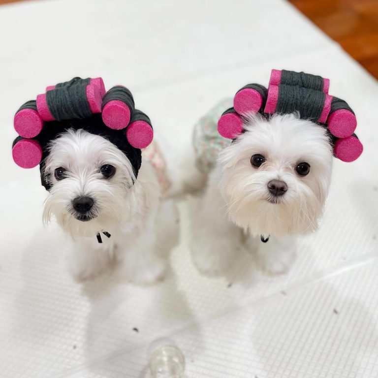 Cute Pet Curly Hair Perm Fashion Cat Hat Small Dog Accessories Navidad Perro - Image 6