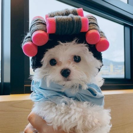 Cute Pet Curly Hair Perm Fashion Cat Hat Small Dog Accessories Navidad Perro