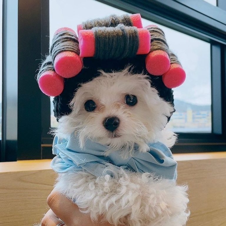 Cute Pet Curly Hair Perm Fashion Cat Hat Small Dog Accessories Navidad Perro