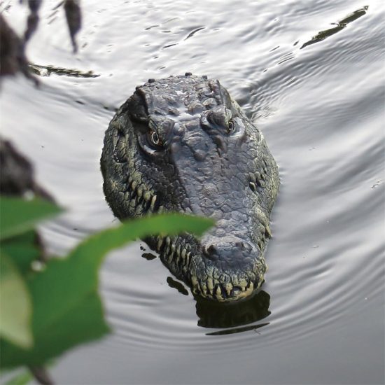 Crocodile Electric RC Boat Gag Funny Toy High-speed Waterproof Remote Control Watercraft Toy for Summer Water Fun - Image 3